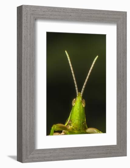 chapuline grasshopper, mexico-claudio contreras-Framed Photographic Print