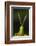 chapuline grasshopper, mexico-claudio contreras-Framed Photographic Print