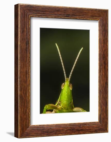 chapuline grasshopper, mexico-claudio contreras-Framed Photographic Print