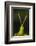 chapuline grasshopper, mexico-claudio contreras-Framed Photographic Print