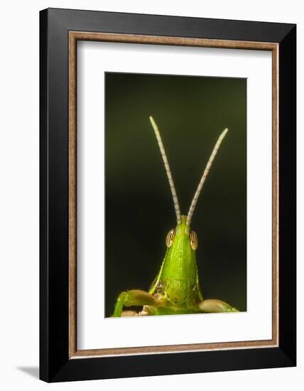 chapuline grasshopper, mexico-claudio contreras-Framed Photographic Print