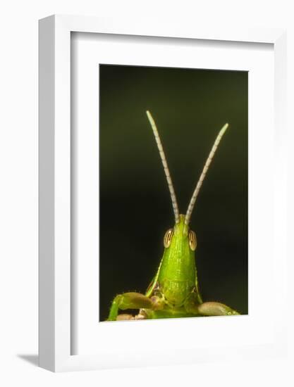 chapuline grasshopper, mexico-claudio contreras-Framed Photographic Print