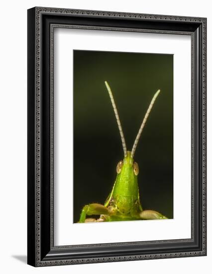 chapuline grasshopper, mexico-claudio contreras-Framed Photographic Print