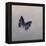 Charaxes imperialis 1, 2014-Odile Kidd-Framed Premier Image Canvas