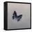 Charaxes imperialis 1, 2014-Odile Kidd-Framed Premier Image Canvas