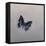 Charaxes imperialis 1, 2014-Odile Kidd-Framed Premier Image Canvas