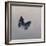 Charaxes imperialis 1, 2014-Odile Kidd-Framed Giclee Print