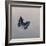 Charaxes imperialis 1, 2014-Odile Kidd-Framed Giclee Print