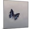 Charaxes imperialis 1, 2014-Odile Kidd-Mounted Giclee Print