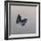 Charaxes imperialis 1, 2014-Odile Kidd-Framed Giclee Print