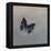 Charaxes imperialis 1, 2014-Odile Kidd-Framed Premier Image Canvas