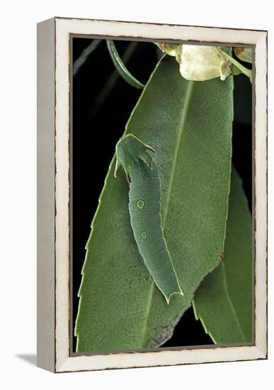 Charaxes Jasius (Two-Tailed Pasha) - Caterpillar on Strawberry Tree Leaf-Paul Starosta-Framed Premier Image Canvas