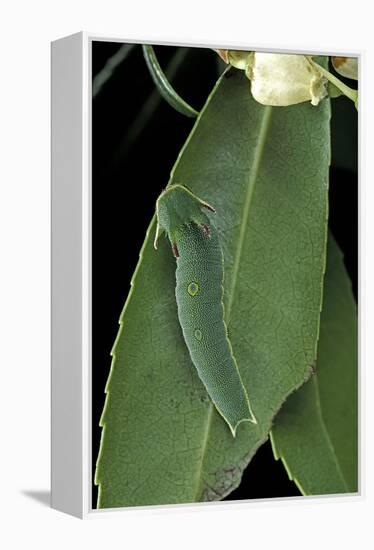 Charaxes Jasius (Two-Tailed Pasha) - Caterpillar on Strawberry Tree Leaf-Paul Starosta-Framed Premier Image Canvas