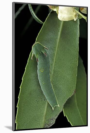 Charaxes Jasius (Two-Tailed Pasha) - Caterpillar on Strawberry Tree Leaf-Paul Starosta-Mounted Photographic Print