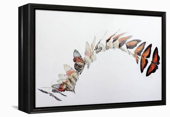 Charaxes zingha flight pattern, 2016-Odile Kidd-Framed Premier Image Canvas