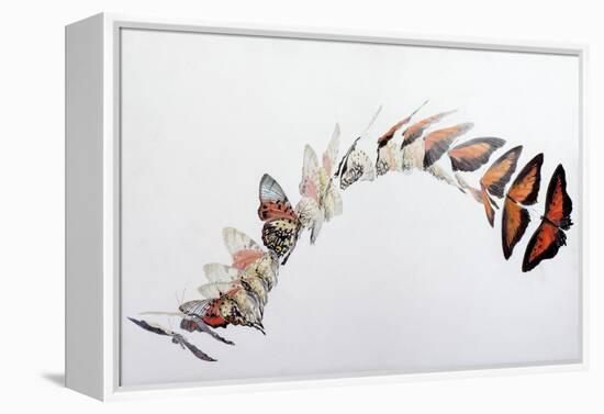 Charaxes zingha flight pattern, 2016-Odile Kidd-Framed Premier Image Canvas