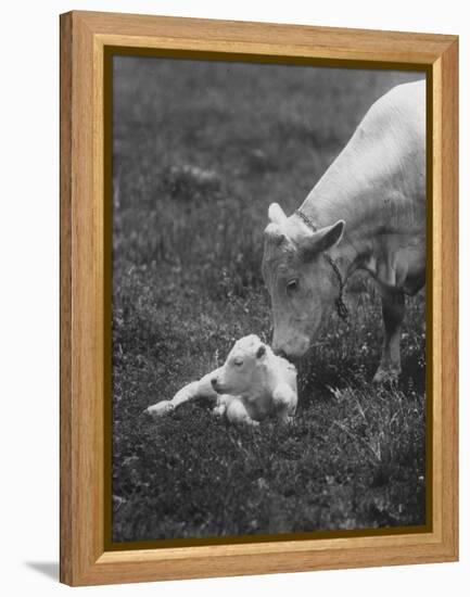 Charclais Mother Nuzzling Her Calf-Nina Leen-Framed Premier Image Canvas