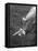 Charclais Mother Nuzzling Her Calf-Nina Leen-Framed Premier Image Canvas