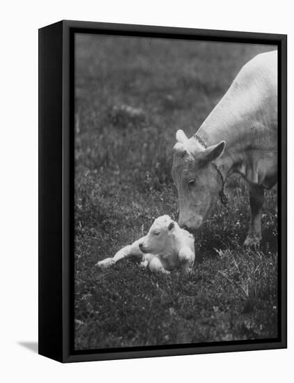 Charclais Mother Nuzzling Her Calf-Nina Leen-Framed Premier Image Canvas