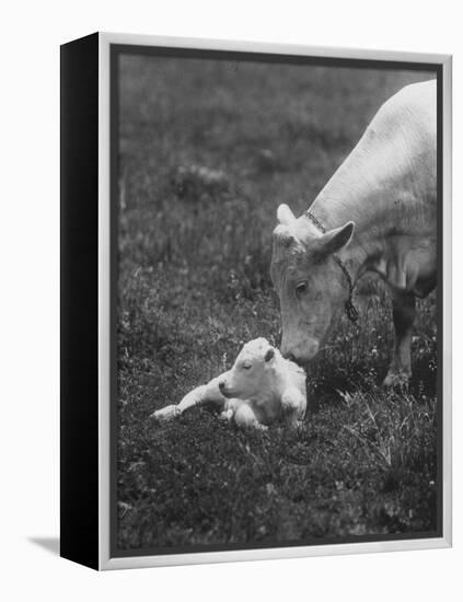 Charclais Mother Nuzzling Her Calf-Nina Leen-Framed Premier Image Canvas
