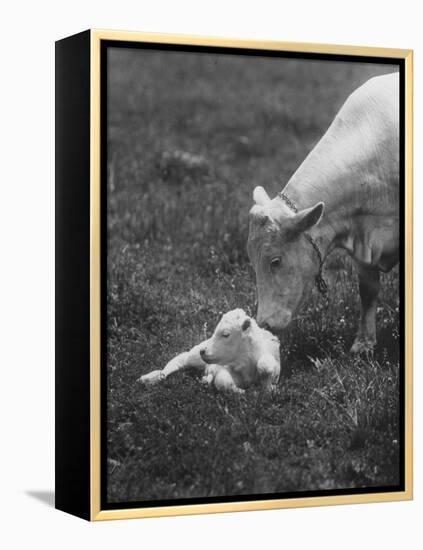 Charclais Mother Nuzzling Her Calf-Nina Leen-Framed Premier Image Canvas