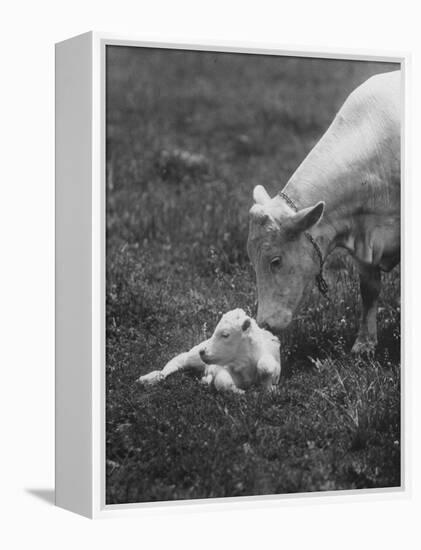 Charclais Mother Nuzzling Her Calf-Nina Leen-Framed Premier Image Canvas