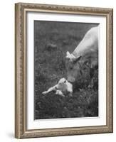 Charclais Mother Nuzzling Her Calf-Nina Leen-Framed Photographic Print