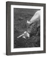 Charclais Mother Nuzzling Her Calf-Nina Leen-Framed Photographic Print