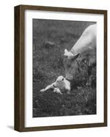 Charclais Mother Nuzzling Her Calf-Nina Leen-Framed Photographic Print