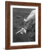 Charclais Mother Nuzzling Her Calf-Nina Leen-Framed Photographic Print