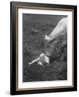 Charclais Mother Nuzzling Her Calf-Nina Leen-Framed Photographic Print