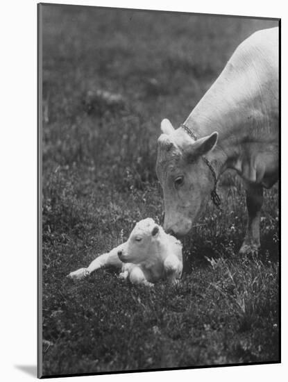Charclais Mother Nuzzling Her Calf-Nina Leen-Mounted Photographic Print