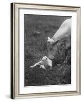 Charclais Mother Nuzzling Her Calf-Nina Leen-Framed Photographic Print