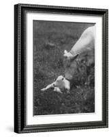 Charclais Mother Nuzzling Her Calf-Nina Leen-Framed Photographic Print