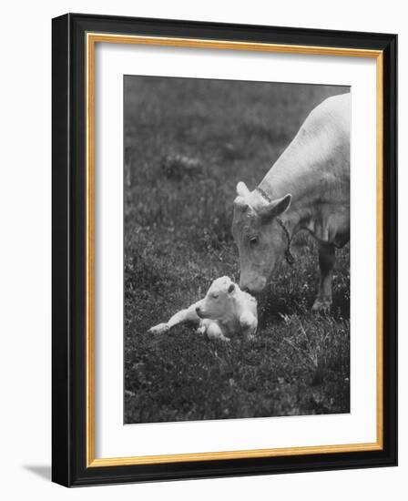 Charclais Mother Nuzzling Her Calf-Nina Leen-Framed Photographic Print