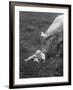 Charclais Mother Nuzzling Her Calf-Nina Leen-Framed Photographic Print
