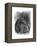 Charcoal Equestrian Portrait III-Naomi McCavitt-Framed Stretched Canvas