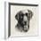 Charcoal Labrador I-Grace Popp-Framed Art Print