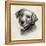 Charcoal Labrador II-Grace Popp-Framed Stretched Canvas