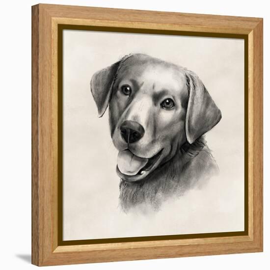 Charcoal Labrador II-Grace Popp-Framed Stretched Canvas