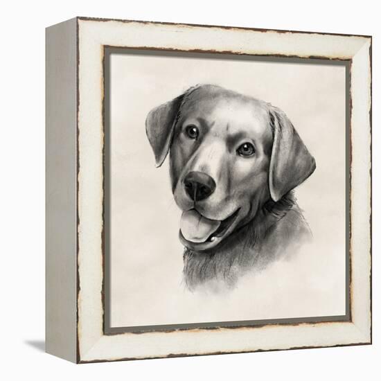 Charcoal Labrador II-Grace Popp-Framed Stretched Canvas