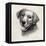 Charcoal Labrador II-Grace Popp-Framed Stretched Canvas