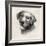 Charcoal Labrador II-Grace Popp-Framed Art Print
