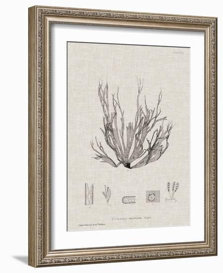 Charcoal & Linen Seaweed I-Henry Bradbury-Framed Art Print