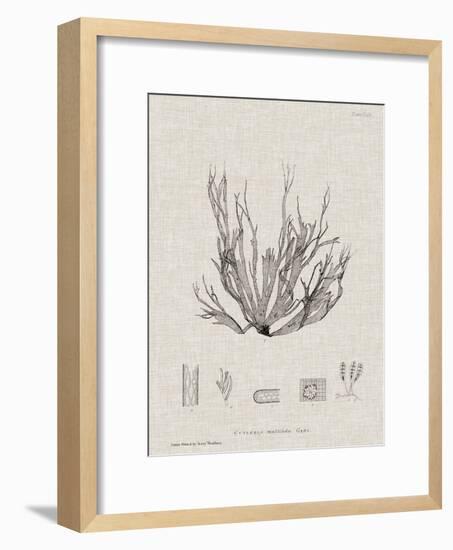 Charcoal & Linen Seaweed I-Henry Bradbury-Framed Art Print