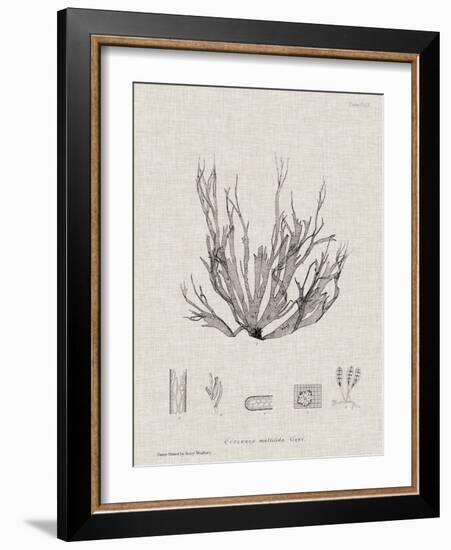 Charcoal & Linen Seaweed I-Henry Bradbury-Framed Art Print