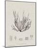 Charcoal & Linen Seaweed I-Henry Bradbury-Mounted Art Print