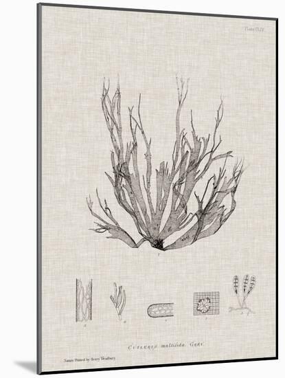 Charcoal & Linen Seaweed I-Henry Bradbury-Mounted Art Print