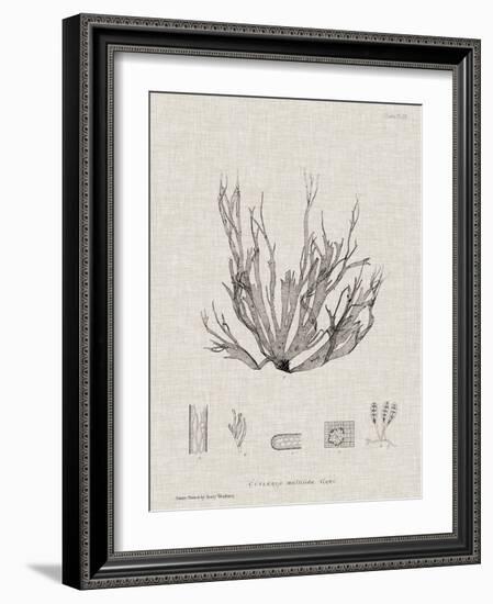 Charcoal & Linen Seaweed I-Henry Bradbury-Framed Art Print