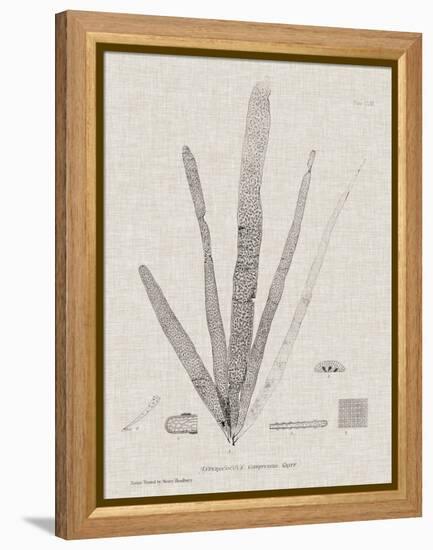 Charcoal & Linen Seaweed II-Henry Bradbury-Framed Stretched Canvas